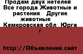 Продам двух нетелей - Все города Животные и растения » Другие животные   . Кемеровская обл.,Юрга г.